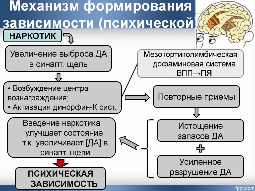 Зависимое развитие. Механизм развития наркозависимости кратко. Механизм формирования зависимости. Механизм развития зависимости от наркотиков. Механизм формирования наркотической зависимости.