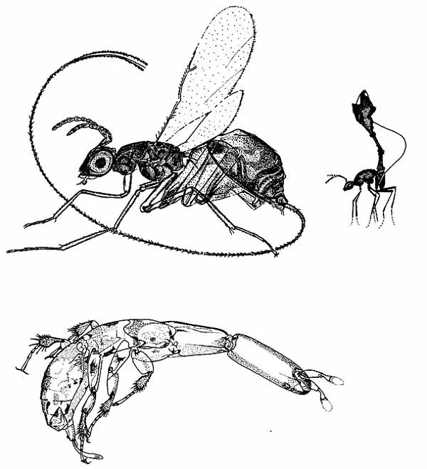 К бескрылым насекомым относятся. Сверхпаразиты наездники. Оса наездник. Оса наездник самец. Сверхпаразитизм-паразит.
