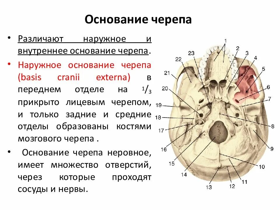 Основание черепа картинка