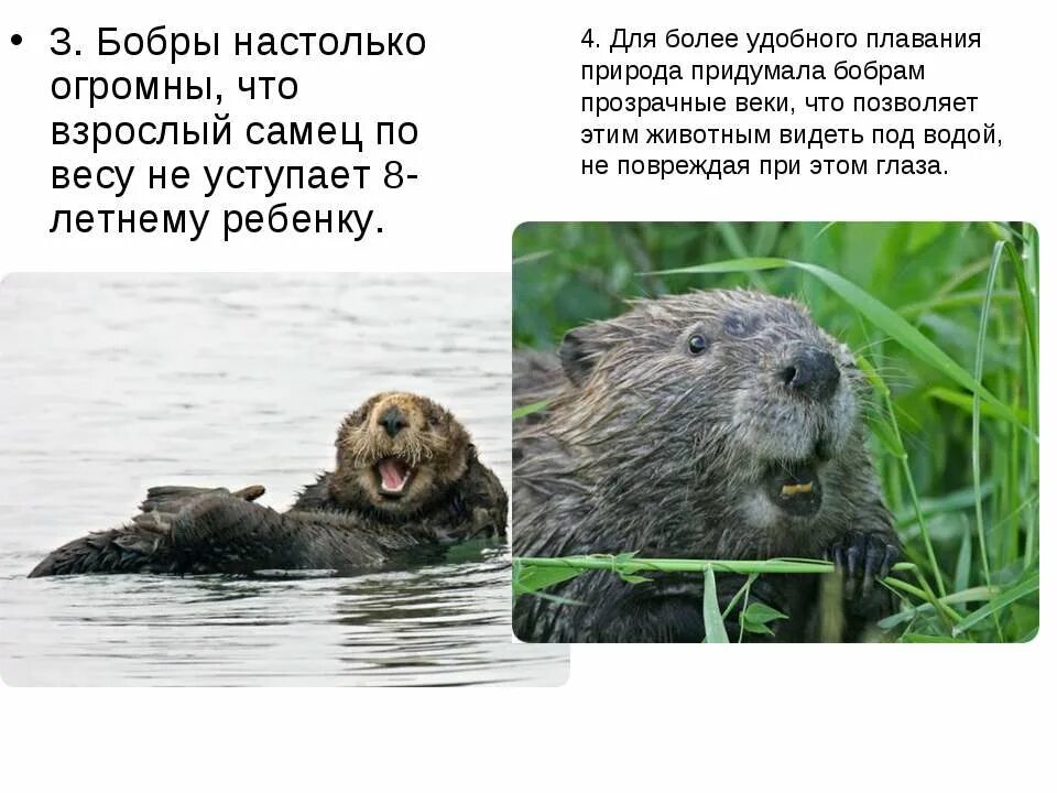Кто называл симону бобром 5