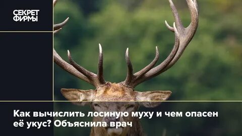 Чем опасен лосиный клещ