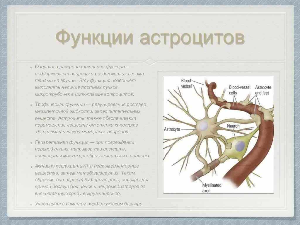 Астроцит клиника. Плазматические астроциты строение. Астроциты функции гистология. Астроциты и олигодендроциты. Астроциты олигодендроциты и эпендимоциты функции.