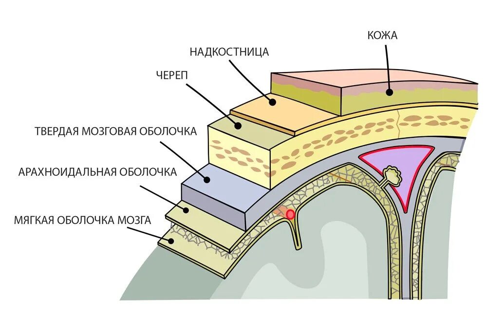 Грыжа мозговых оболочек латынь. Твердая мозговая оболочка анатомия. Опишите строение оболочек головного мозга. Слои мозговой оболочки. Твердая мозговая оболочка паутинная слои.