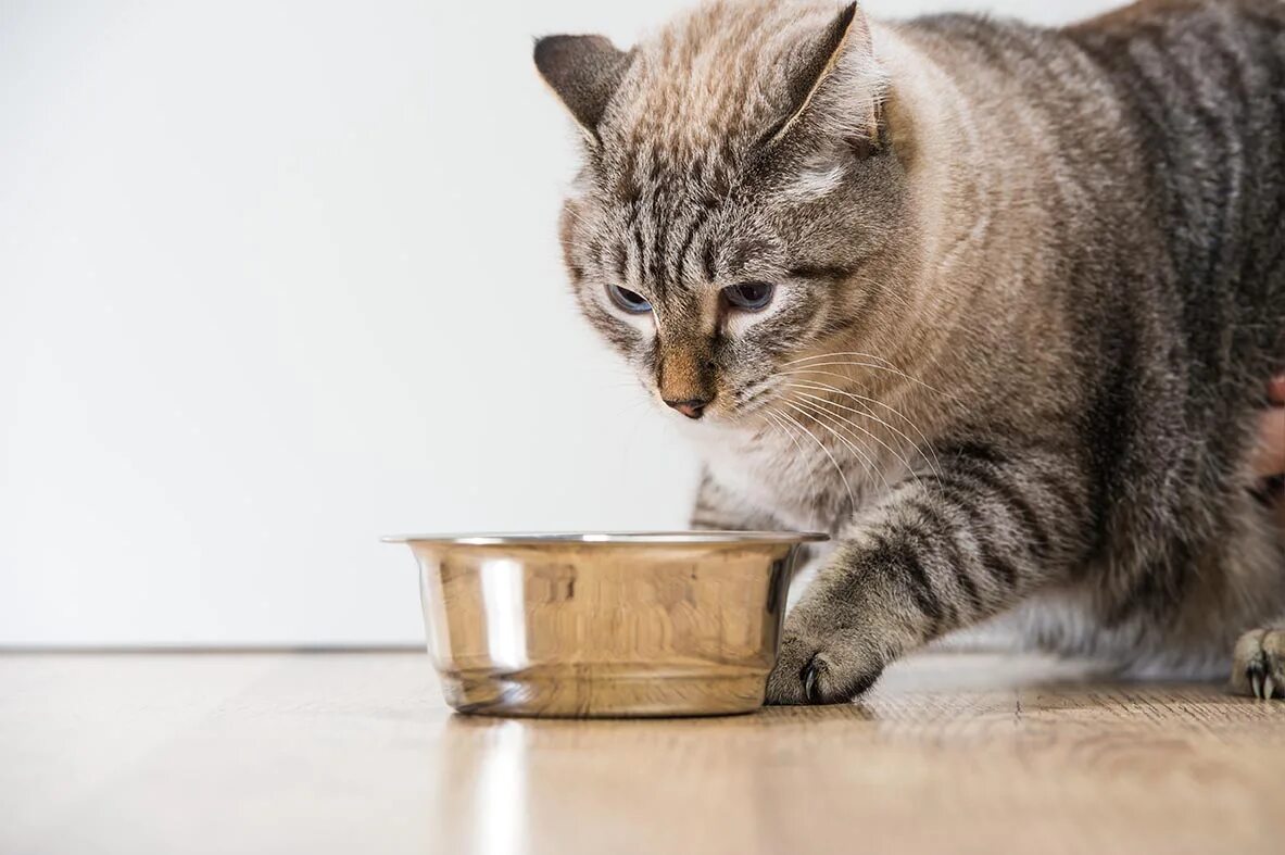 Кошка перестала кушать. Миска для кота. Котик с миской. Кошка ест корм из миски. Кот около миски.