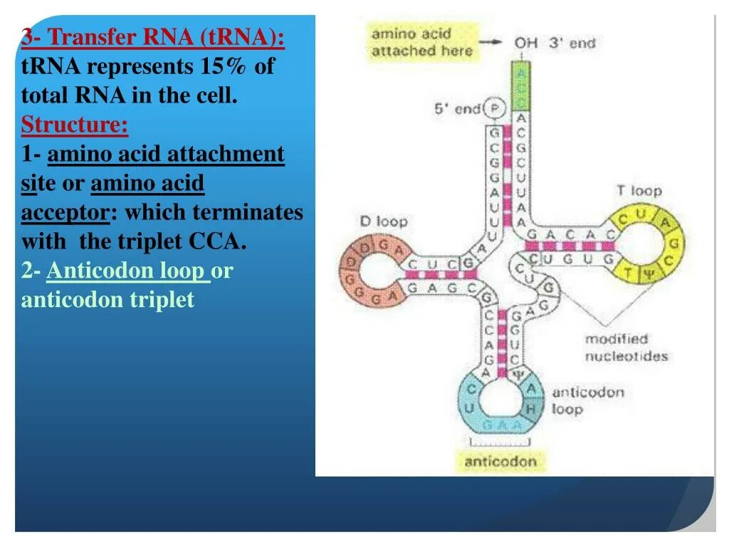 Сколько трнк. Trna structure. структура и биороль трнк. трнк. строение транспортной рнк биохимия.