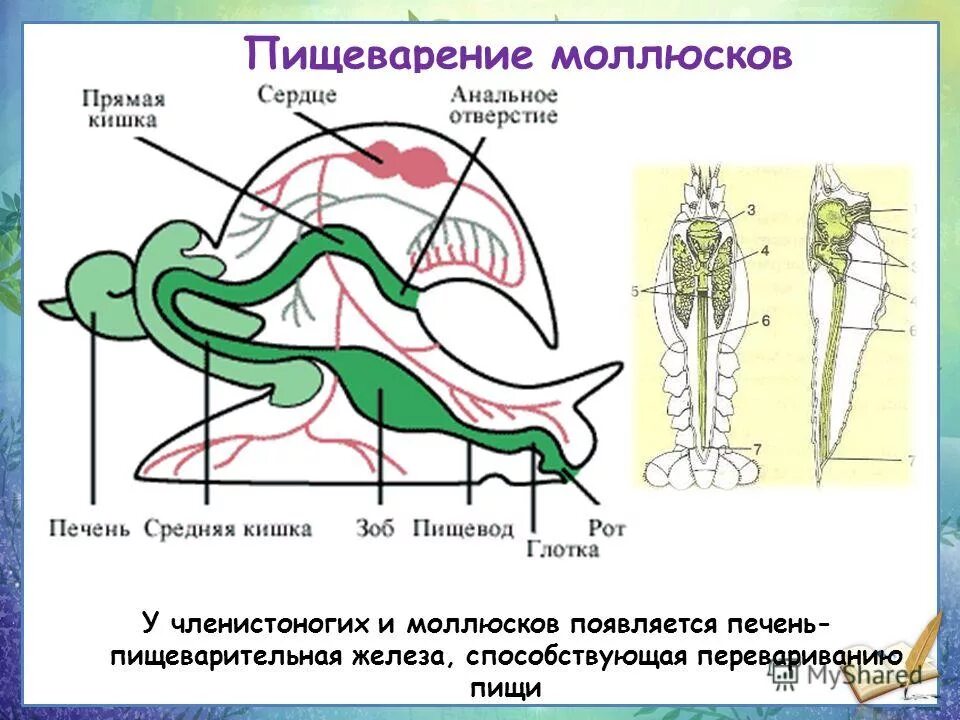 Внутреннее строение ракообразных схема. Пищеварительная система членистоногих ракообразные. Сравнительная характеристика моллюсков таблица 7 класс биология. Дыхательная система членистоногих ракообразных. Пищеварительная система ракообразных таблица.