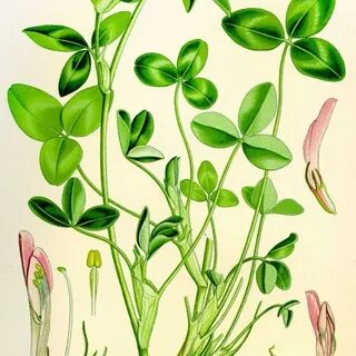 Какой плод у клевера лугового