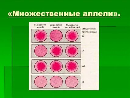 Множественные гены