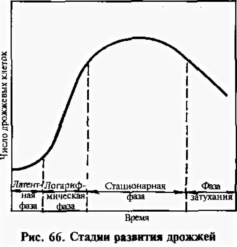 График размножения бактерий. Кривая роста бактерий фазы. кривая роста дрожжей. фазы роста дрожжей. стадии роста дрожжей.