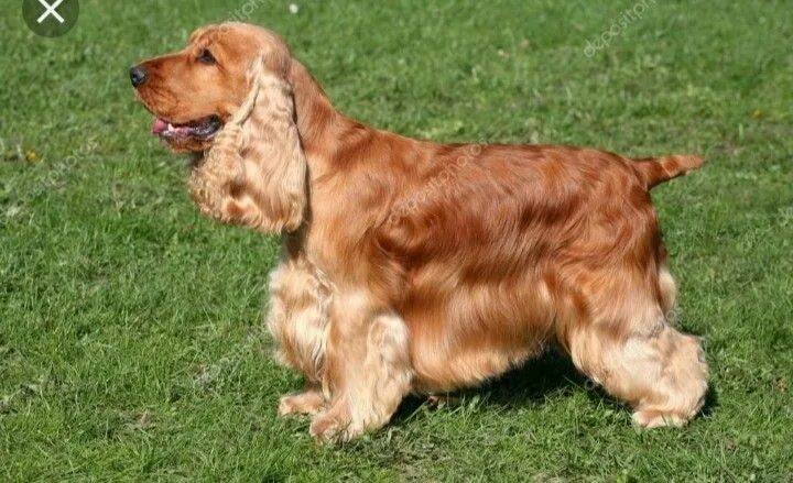 Как выглядит спаниель собака фото Pin on Cocker Cocker Spaniel ❤ ️❤ ️❤