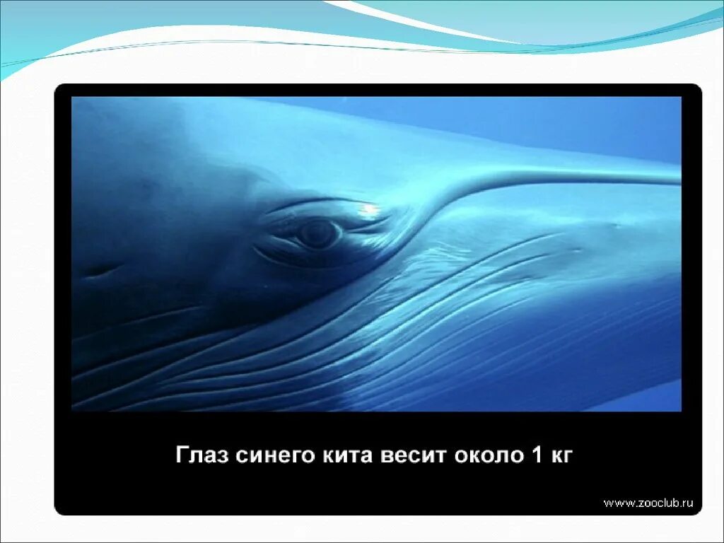 Редукция китов