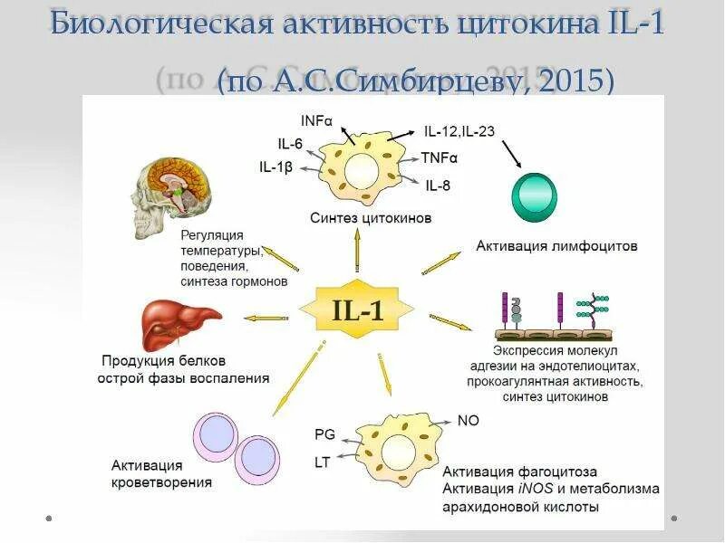 Биологическая активность определение. Синергизм цитокинов. Классификация цитокинов по Симбирцеву. Цитокины выделяются. Принцип действия цитокинов.