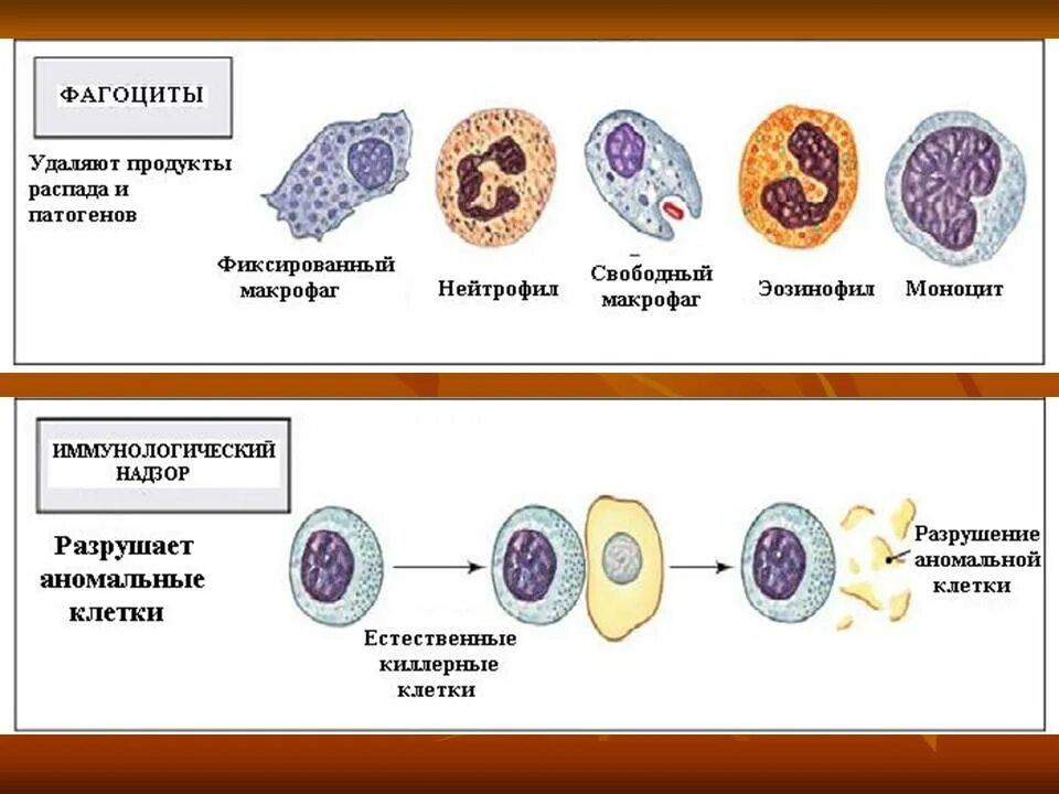 Фагоциты. Виды фагоцитов. Фагоцитами являются. Функции фагоцитов.