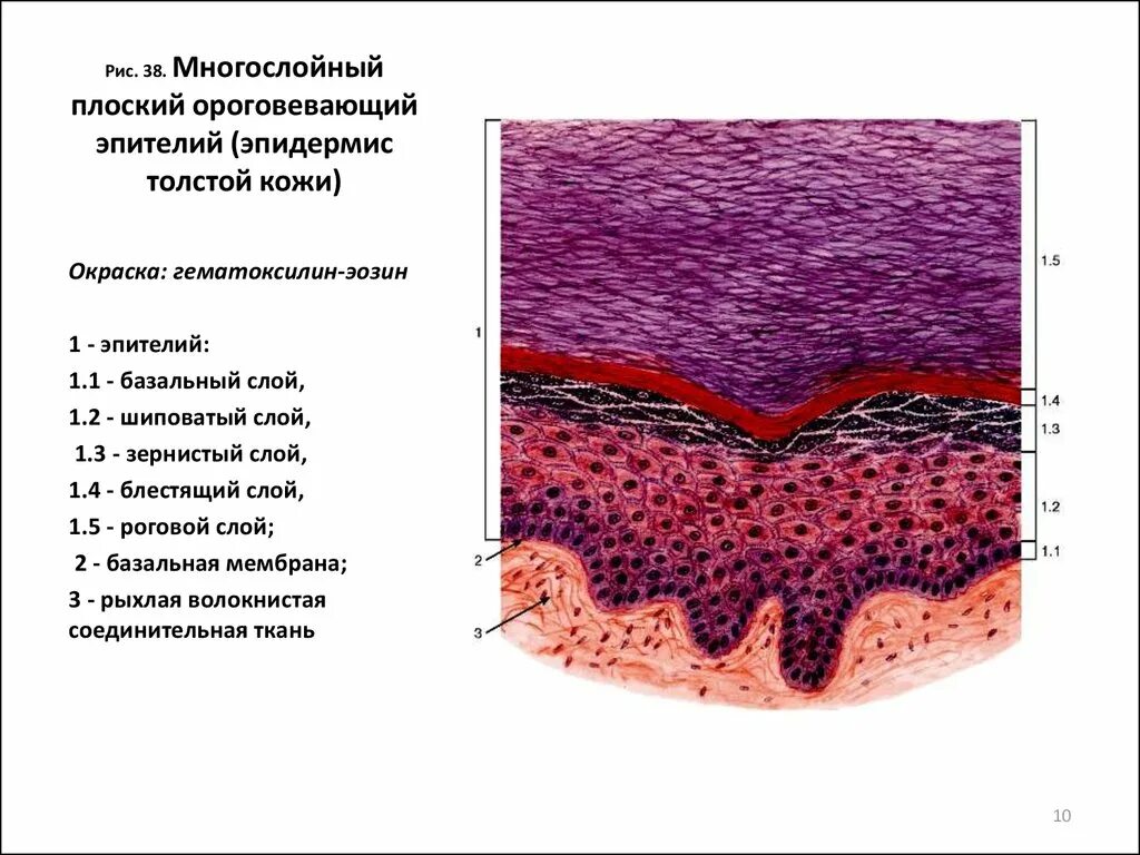 Многос лойный плоский орогевающий эпителий. Слои многослойного плоского ороговевающего эпителия. Многолсойный полксуи йороговоевающий эпителий. Многослойный плоский ороговевающий эпителий кожи пальца человека. Установите соответствие слизистая оболочка