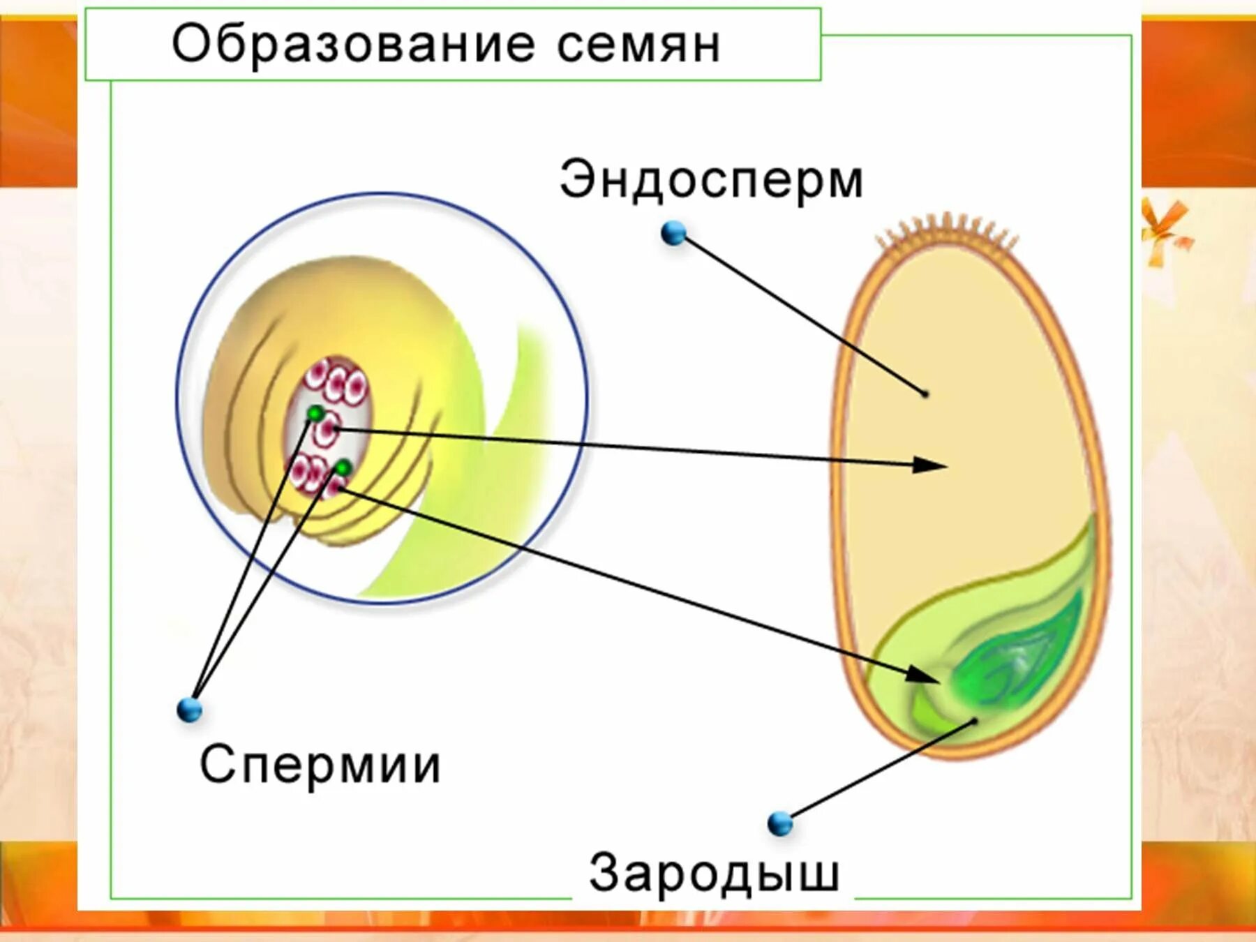 Семена покрытосеменных развиваются. Строение семени покрытосеменных растений. Образование семени у покрытосеменных растений. Семя у цветковых растений образуется из. Эндосперм Покрытосеменные растения размножение.