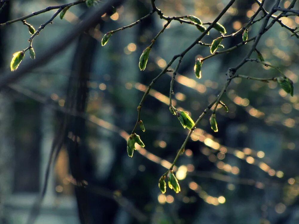 теплые лучи солнца съедают последний снег. лес в марте. зима солнце. подчеркнуть главные члены предложение в лесу. капли на ветках зимой.