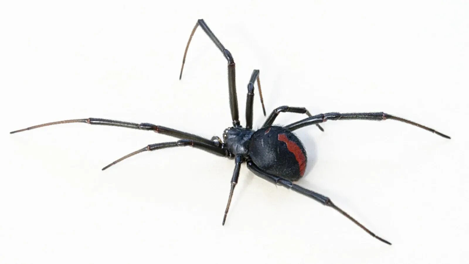 Черная вдова паук. Красноспинный паук австралийская вдова. Черная вдова и красноспинный паук. Latrodectus hasselti паук. Виды вдов