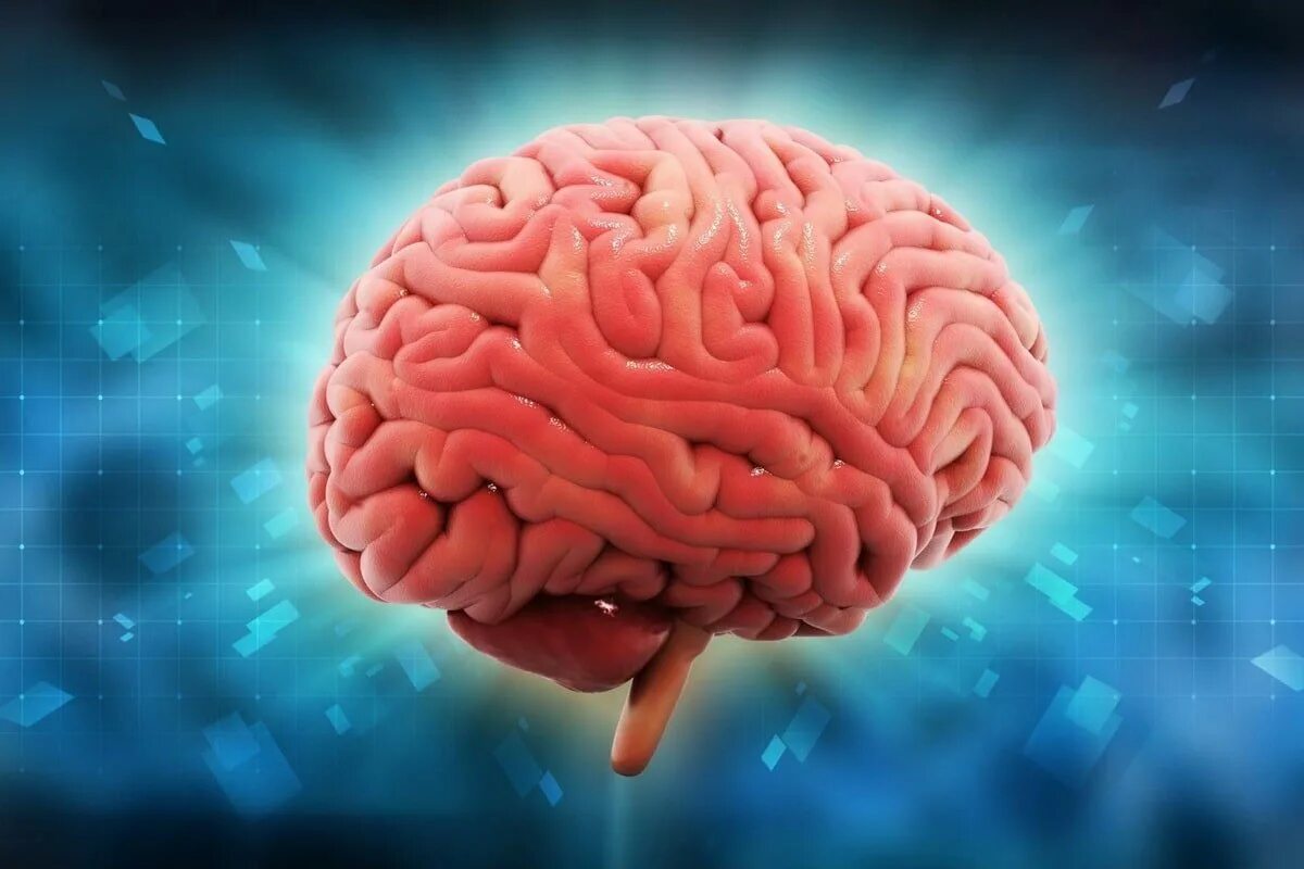 Картинка про мозг