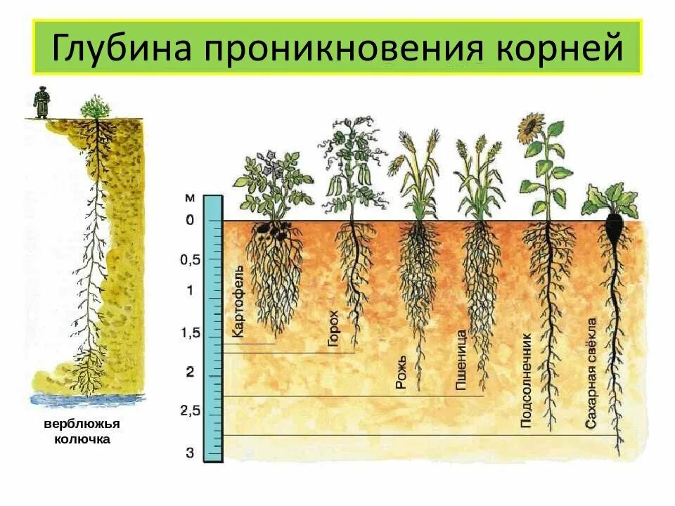 Глубина проникновения корневой системы цветов. Корневая система растений глубина.