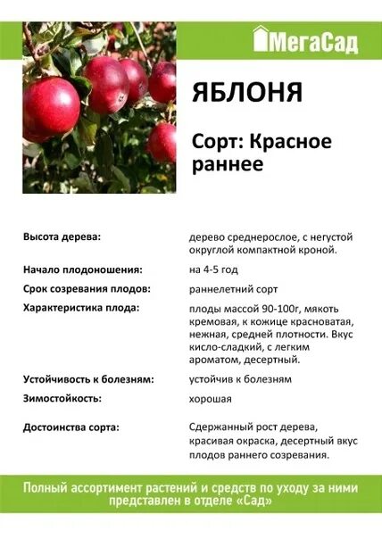 Яблоня Красное раннее Бабяковский плодопитомник