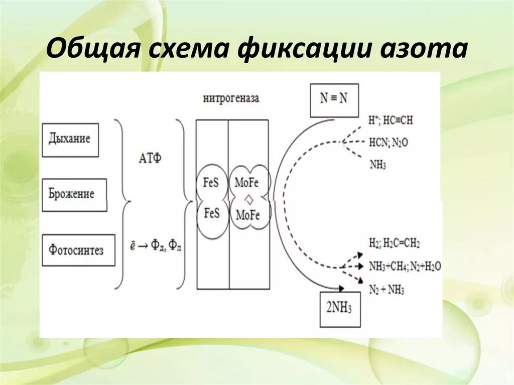 Захват азота. Процесс азотфиксации схема. Схема фиксации молекулярного азота. Фиксация атмосферного азота бактериями. Общая схема фиксации азота.
