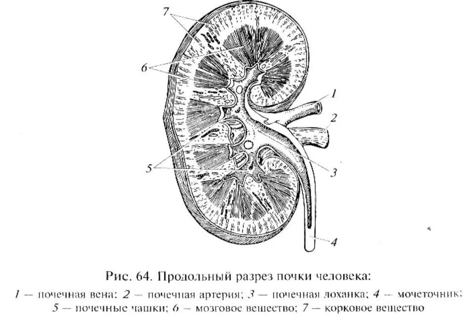 Почка округлой формы