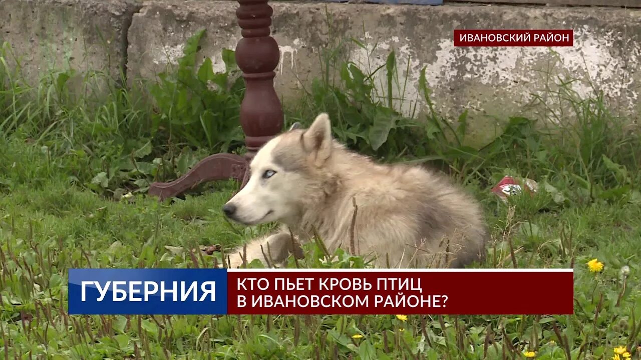 Животное выпивающее кровь птиц. Животные которые пьют кровь. Собака пьющая кровь