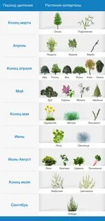 Растения на которые аллергия