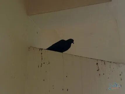 Сонник голуби в окно