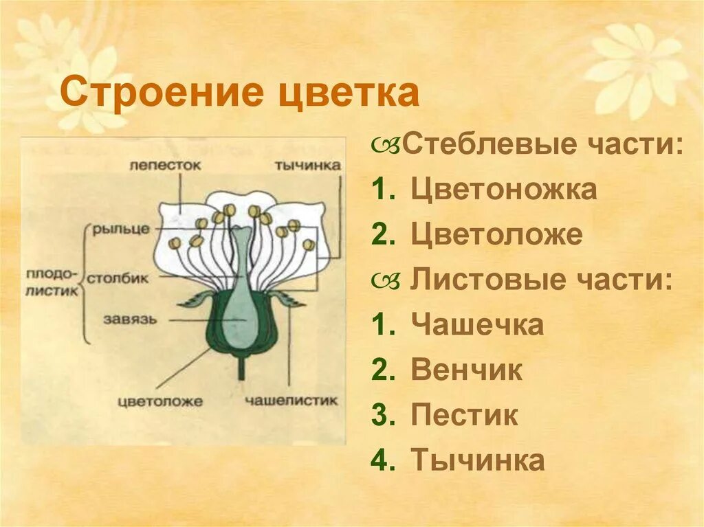 Части цветка венчик цветоложе. Строение цветка части цветка. Строение цветка земляники. Строение пестика и тычинки.