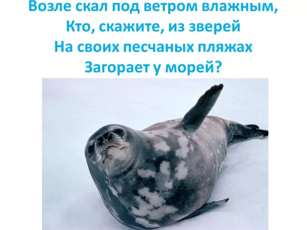 Звери расскажи что моря не