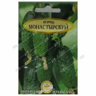 Огурцы сорт монастырский