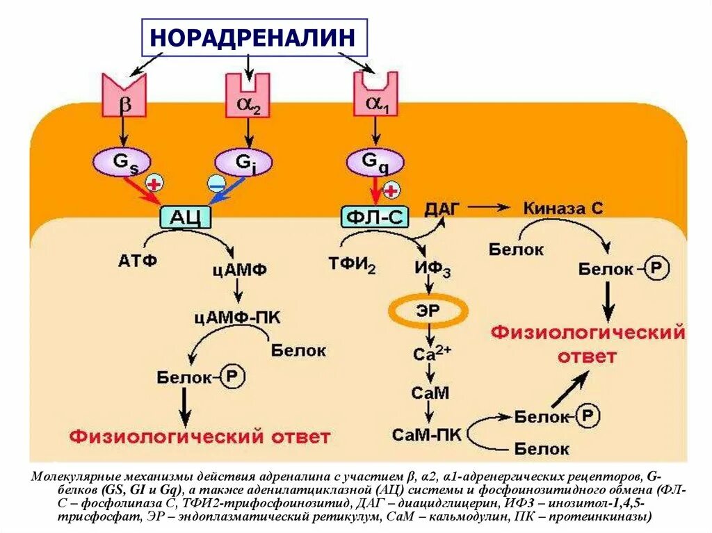 Альфа и бета адренорецепторы. Бета 2 адренорецепторы механизм. B2 адренорецепторы механизм действия. Альфа 2 адренорецепторы биохимия. А2 адренорецепторы механизм.