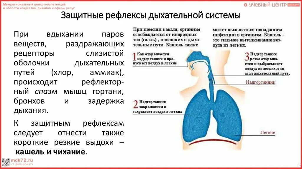 Рефлексы дыхательной системы. Физиология дыхания анатомия. Физиология дыхания у детей. Защитные рефлексы дыхательной системы.