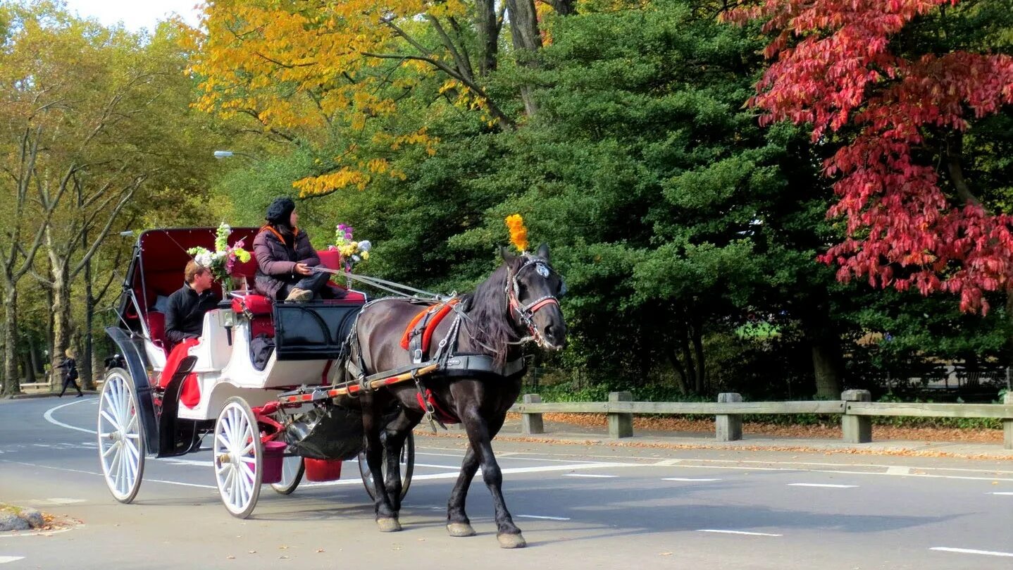 Лошадка в парке. Карета с лошадьми Центральный парк в Нью-Йорке. Юсуповский парк карета. Кузьминский парк лошади карета. Лошадь в парке.