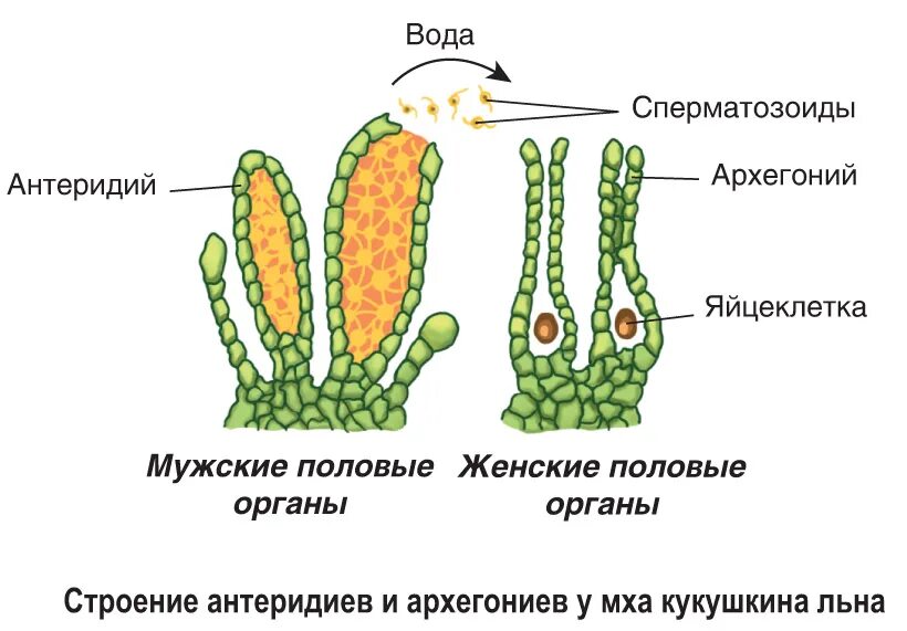 Водоросли генеративные органы. Антеридиий аххигониий. Строение архегония и антеридия. Архегонии и антеридии. Архегоний Кукушкина льна строение.