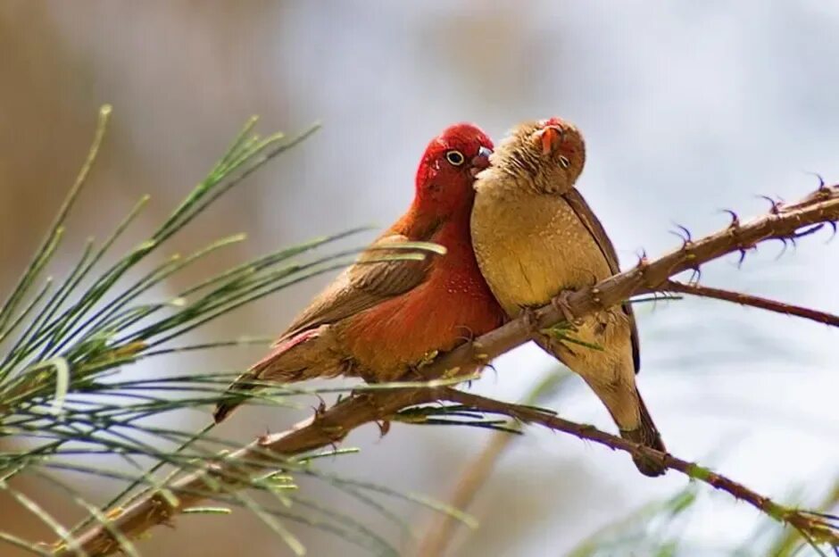 Обыкновенный Амарант птица. Птица любви. Пара птиц. Красивые певчие птицы.