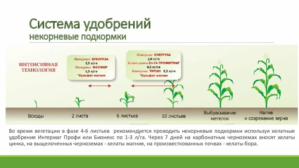 Питание кукурузы по фазам развития. Схема подкормки кукурузы. Схема выращивания кукурузы. Система удобрений схема.