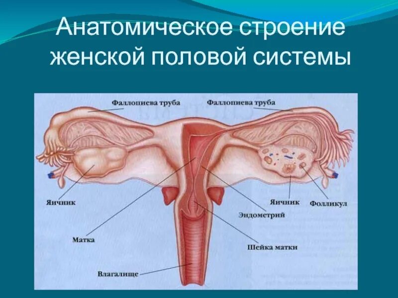 Строение женской половой системы. Внутренние половые органы женщины. Строение женских.половых органов. Строение женского полового органа.