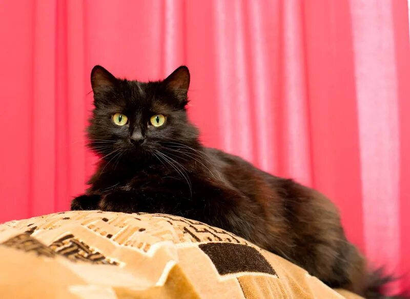 Полосатый кот на кровать на букву л. Кошечка в доме. Кот дома последнее. Кот дома последнее. Полосатый кот беспородный.