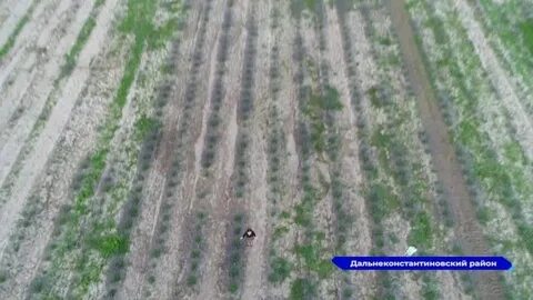 Лавандовая ферма нижегородская область дальнеконстантиновский муниципальный
