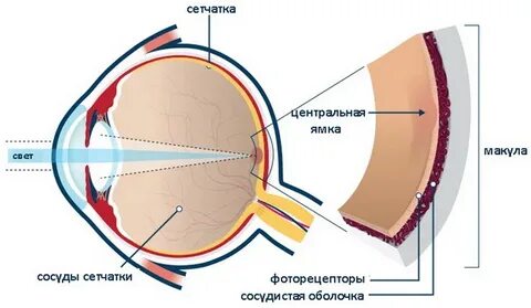 Какие участки сетчатки называют слепое и желтое