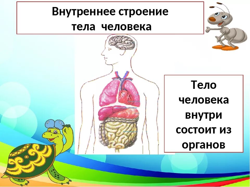 Внешнее и внутреннее строение тела 2 класс. Строение тела человека. тело человека окружающий мир. внешние и внутренние органы человека. организм человека 2 класс.
