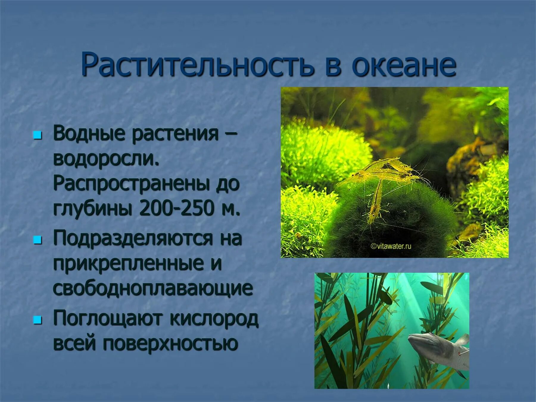 Жизнь водорослей