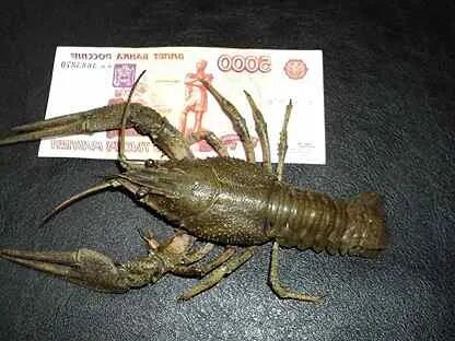 Вырасти рака