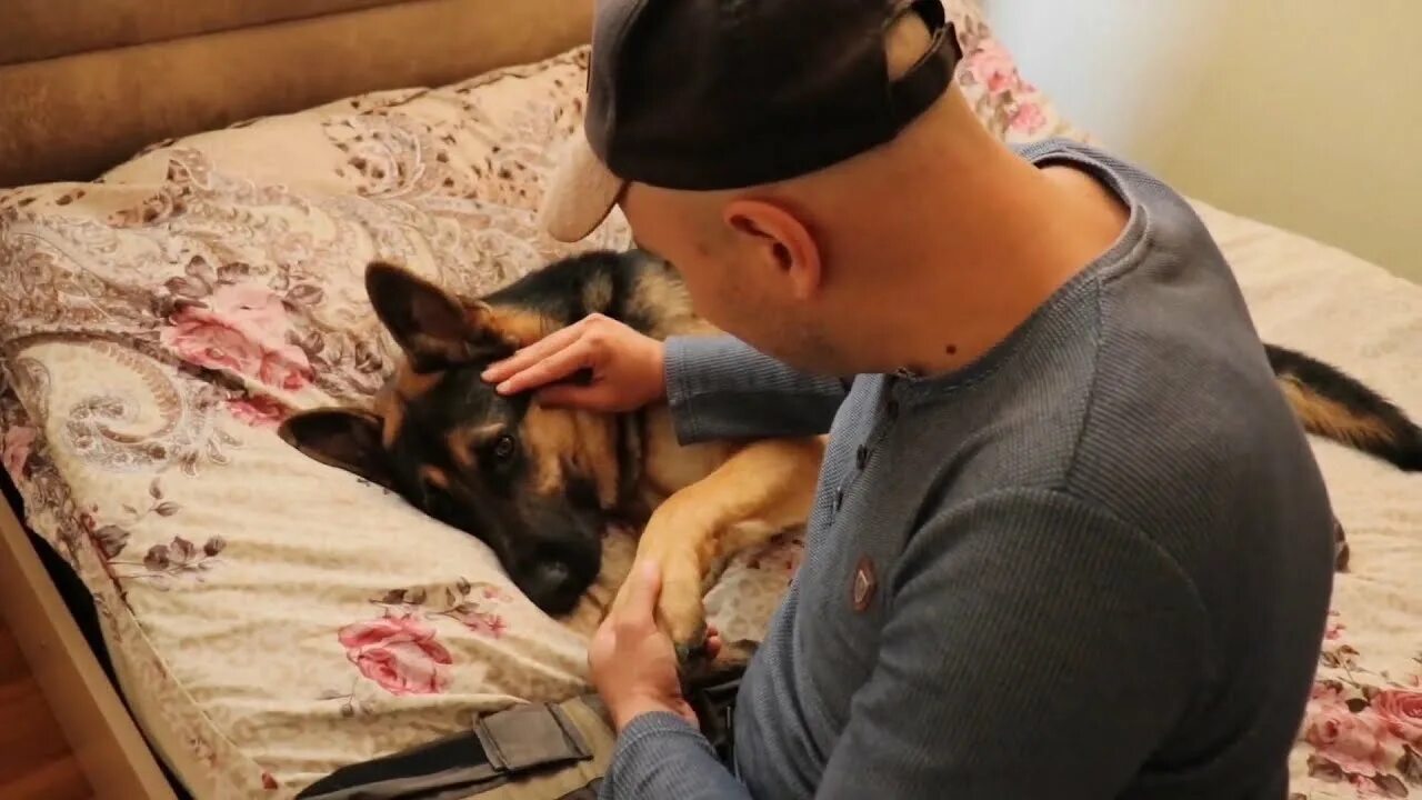 Притворяется собакой. Притворяется собакой. Немецкая овчарка с мороженым. Притворяется собакой. Пес прикидывается мертвым.