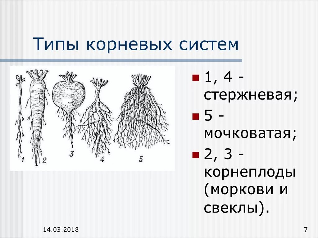 Какой тип корневой системы сформируется если. Типы корневых систем у растений. Типы корневых систем рисунок.