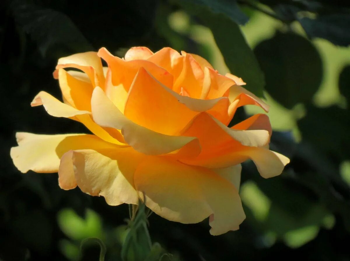 розы освещенные солнцем. подснежники в лучах солнца. цветы в лучах солнца. солнечные розы. натюрморт: цветы.