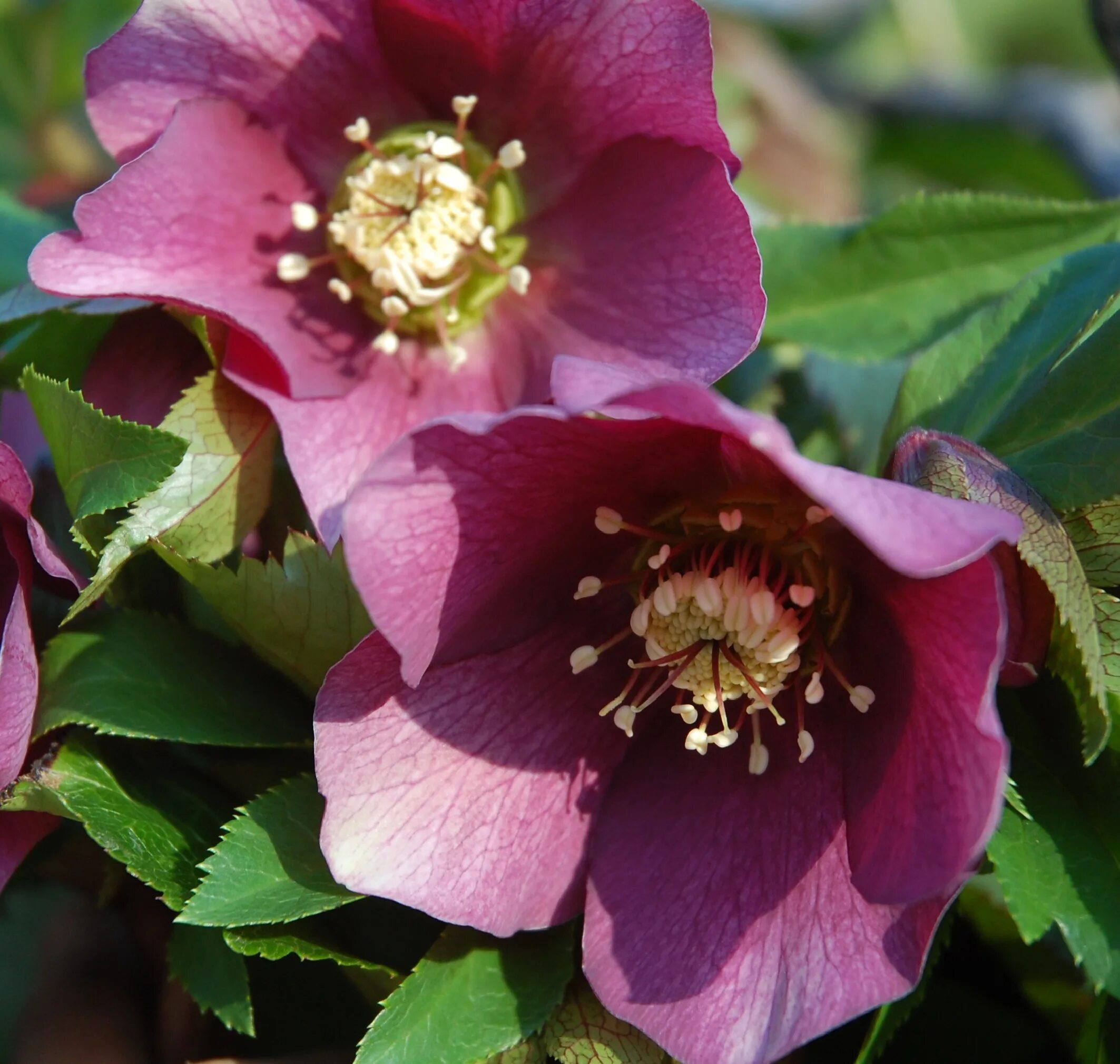 Морозник авито. Морозник геллеборус. морозник helleborus. морозник ред леди. морозник восточный ред леди.