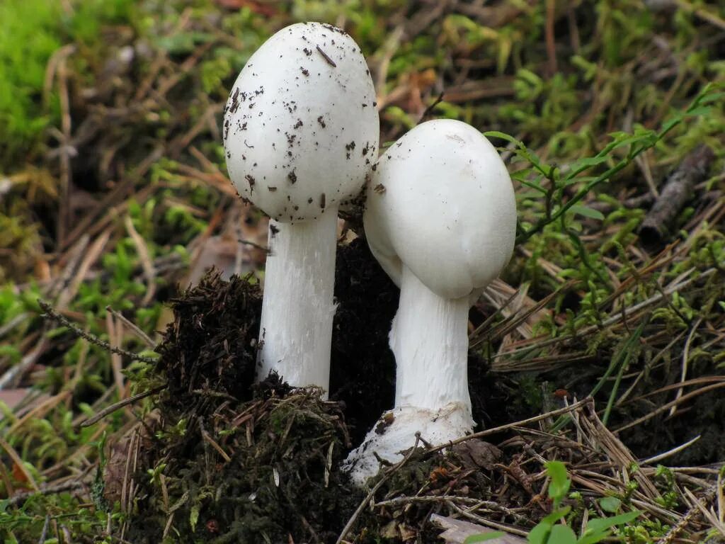 Какие белые поганки. Белая поганка мухомор вонючий. Мухомор вонючий - Amanita virosa. Мухомор вонючий (белый, белая поганка). Amanita virosa гриб.